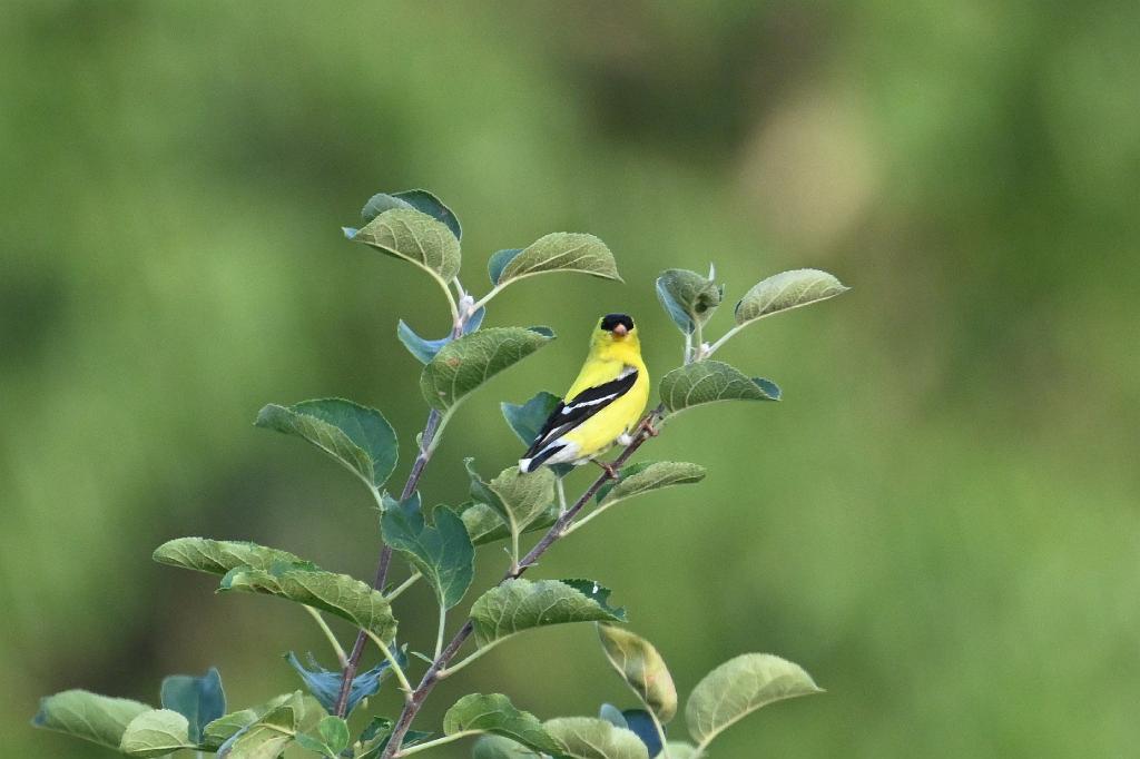 2025-07179649 Tower Hill Botanic Garden, MA.JPG - American Goldfinch. New England Botanic Garden at Tower Hill, MA, 7-17-2025